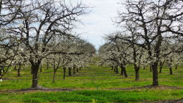Vergers de prune d'Ente en Dordogne, floraison printemps 2016 - Vue élargie